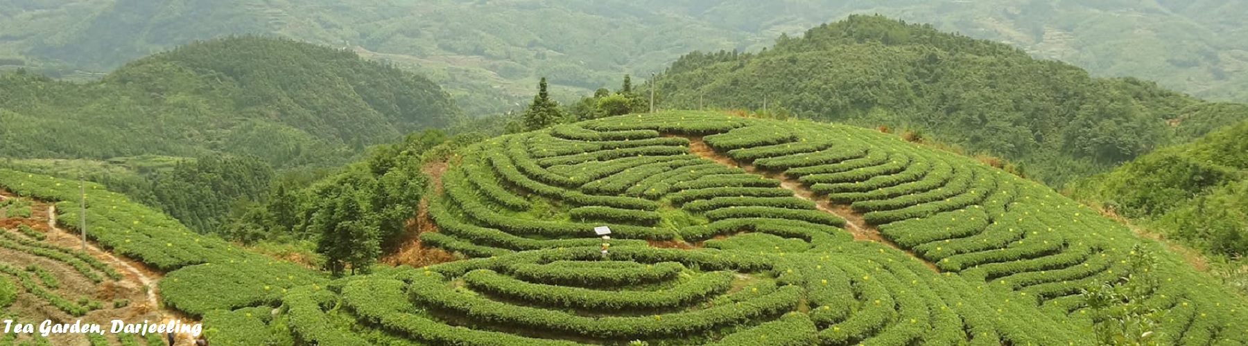 Darjeeling Toy Train